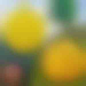 6 iepakojums piekaramo mušu slazdu | BUGIORB