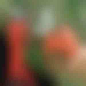 Elektriskās atzarošanas šķēres, bezvadu dārzam un augļu dārzam | WHIZZPRUNER