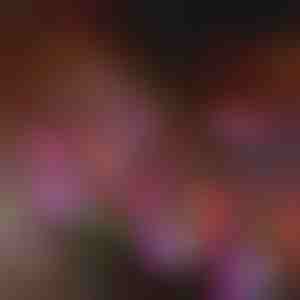 Saules dārza ziedu gaismas | BLOSSUN