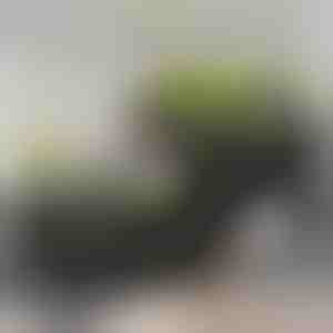 Dārza kaste | BOTANITKO