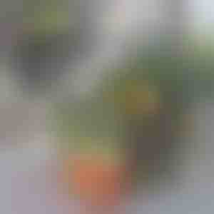 Ledusskapja organizatora kaste | FRESHDISH