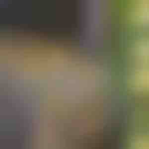 Feju saules gaismas ar mākslīgajām efejas lapām (5 m) | LEAFGLO