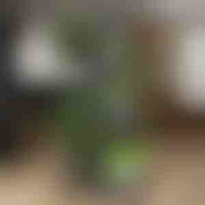 Stends augu podiem | POTSTAGE