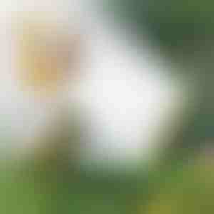 Multi uzgaļu šļūtenes smidzinātājs | SPRAYMASTER