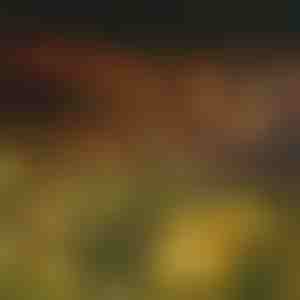 Dārza saules enerģijas lampas (silta gaisma) | SOMPEX